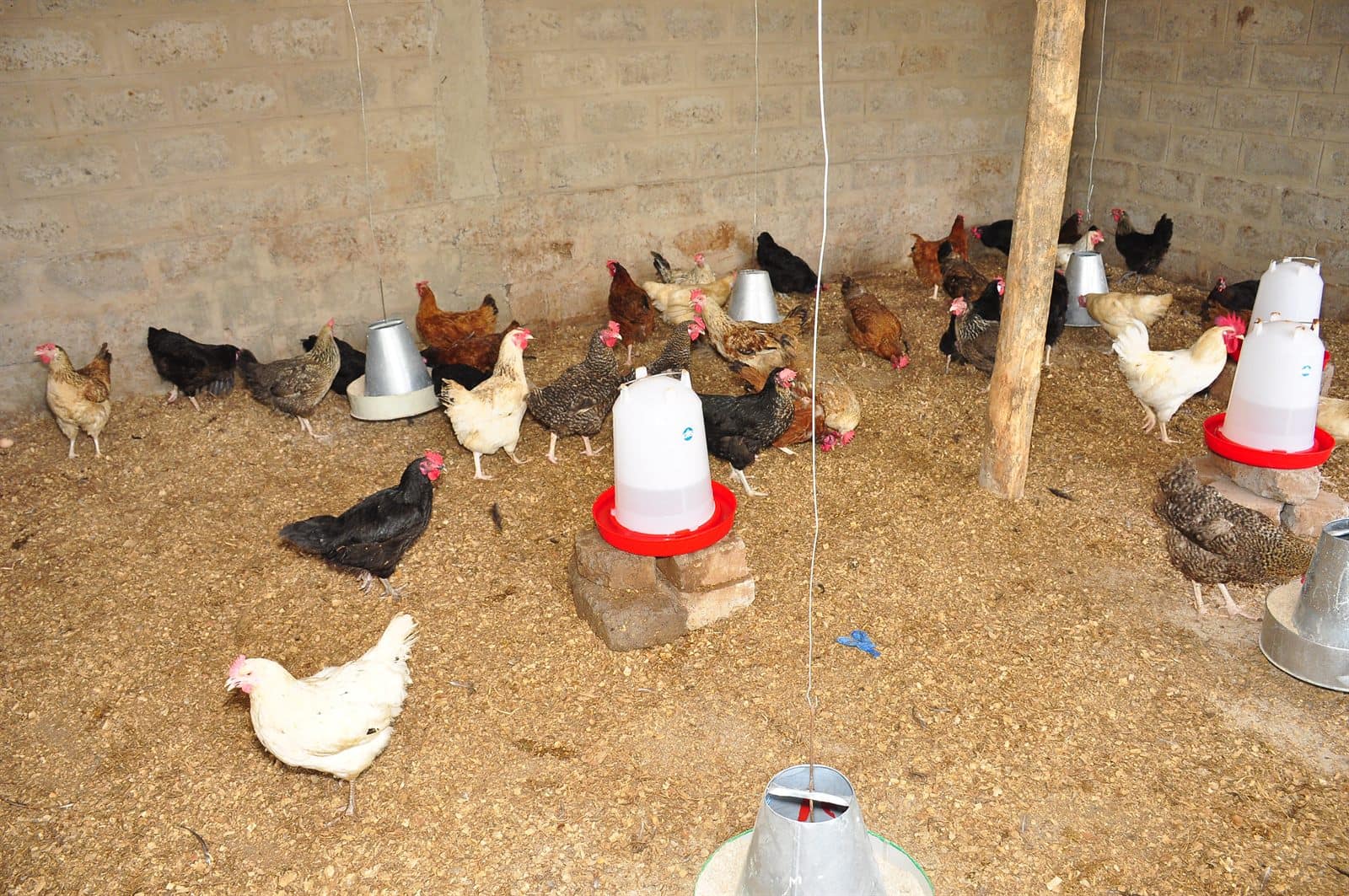 Intérieur du poulailler de la coopérative Novissi