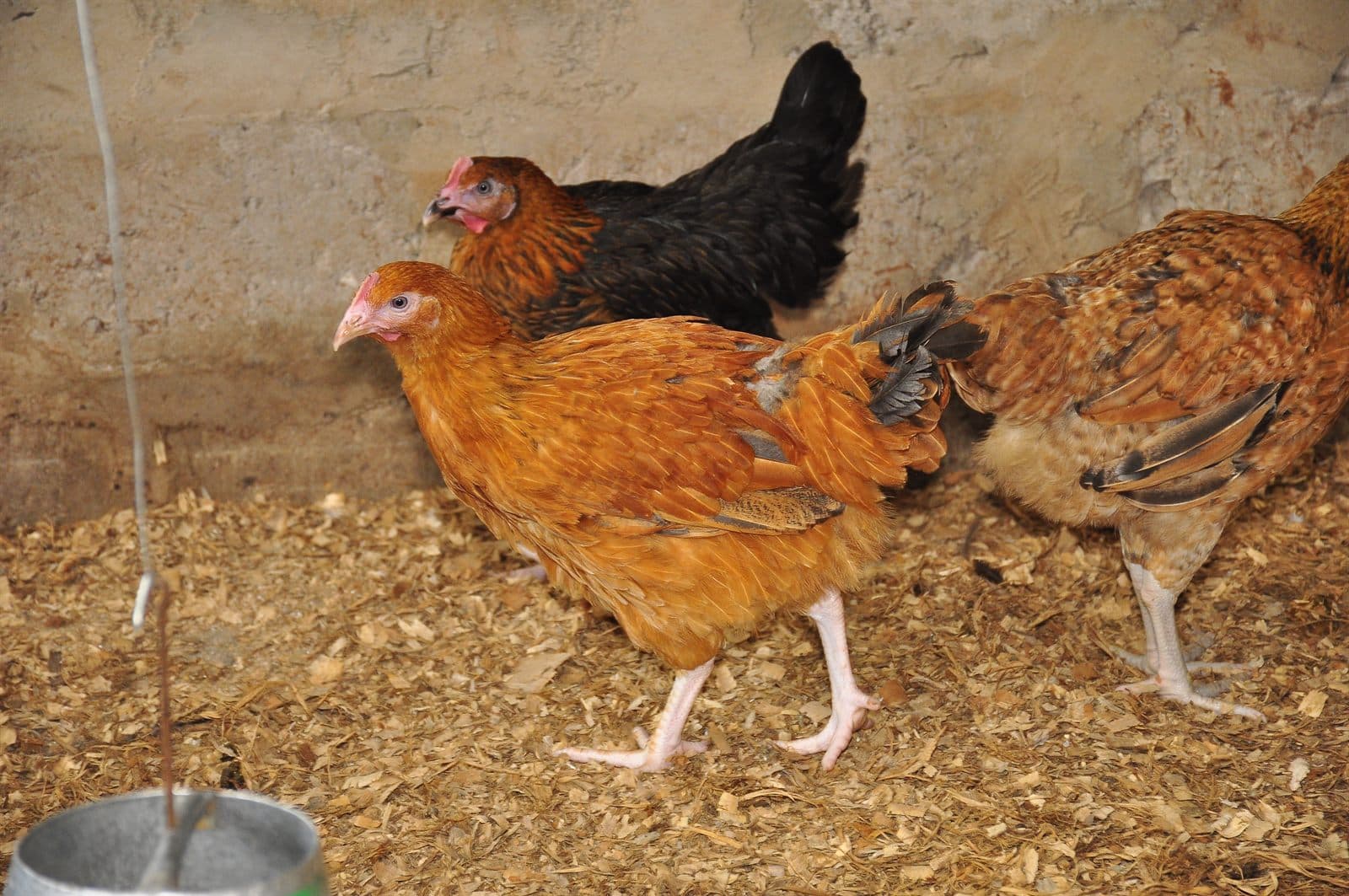 Poules de la coopérative autour d'un abreuvoir dans le poulailler