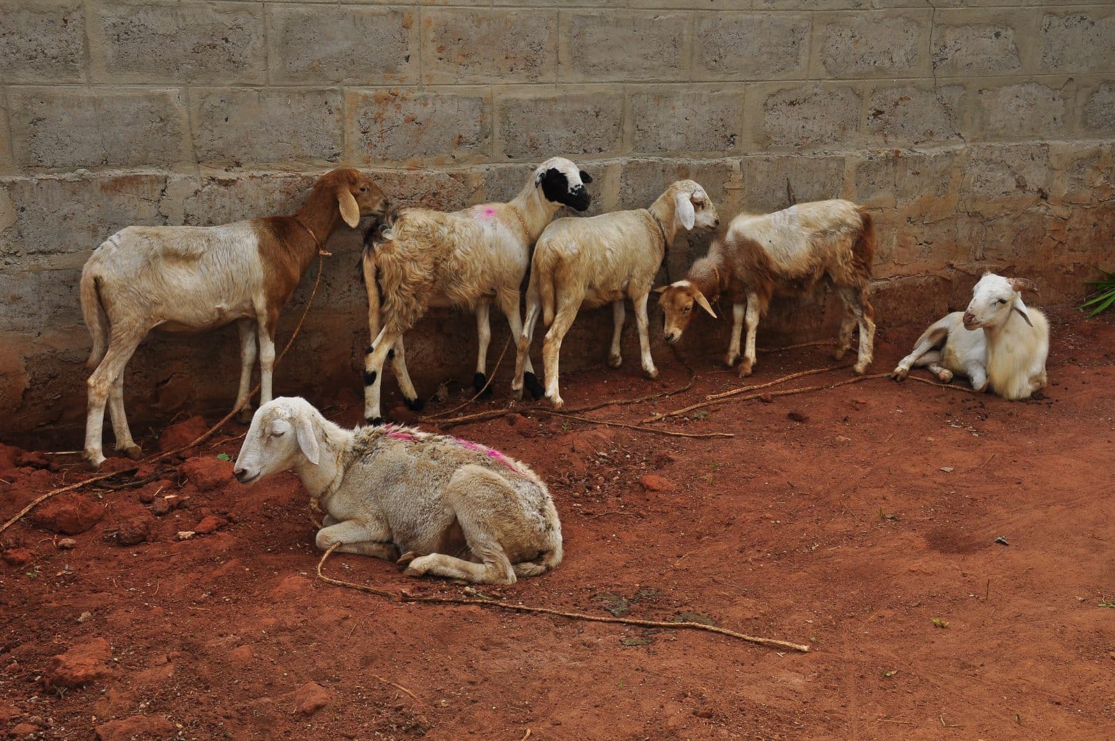 Brebis et béliers dans l'enclos de la coopérative