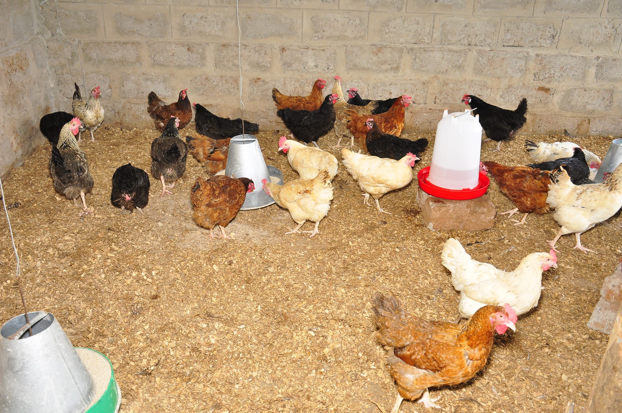Poulet prêt à cuire