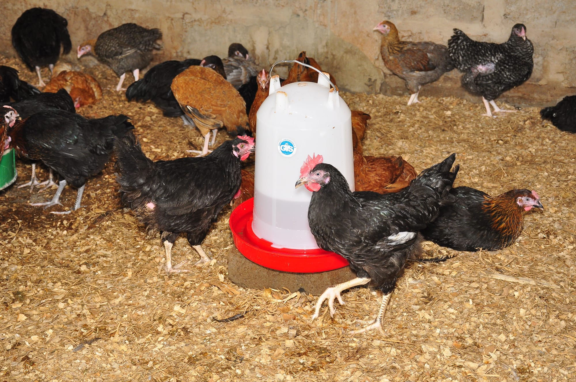 Poulet Goliath